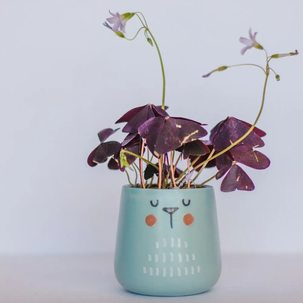 Local outdoor landscaping in Defiance, MO - Frisella Nursery