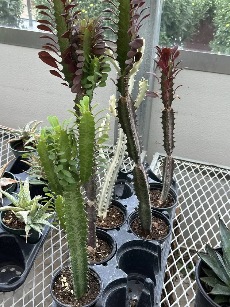 Professional yard maintenance for residential properties across Defiance, MO - Frisella Nursery