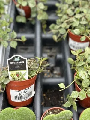 Frisella Nursery Logo