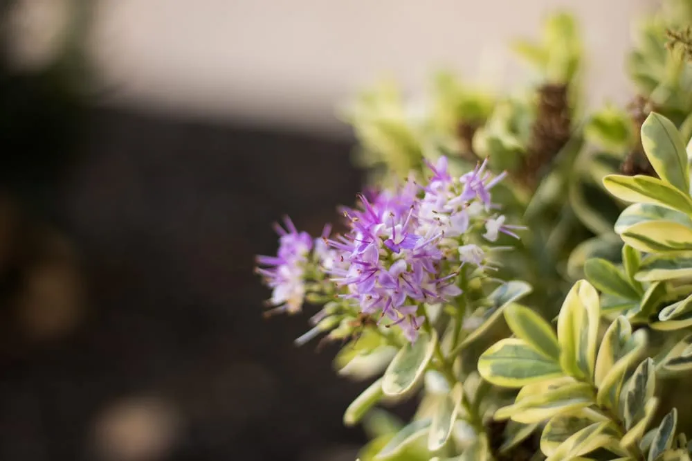 Local garden landscaping in Dublin, CA - Fritz's Landscape Company