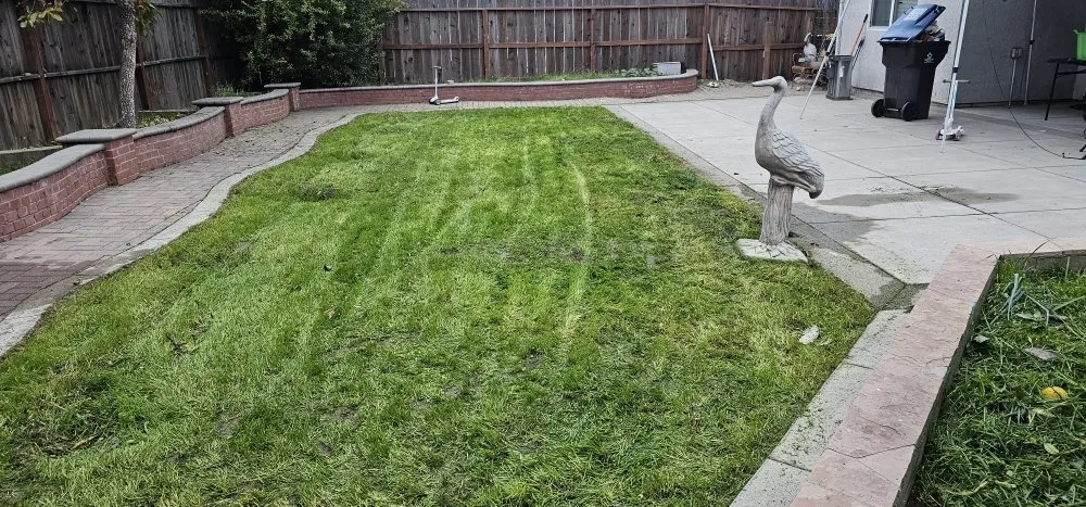 Reliable yard maintenance experts serving Stockton, CA - Frog Bros