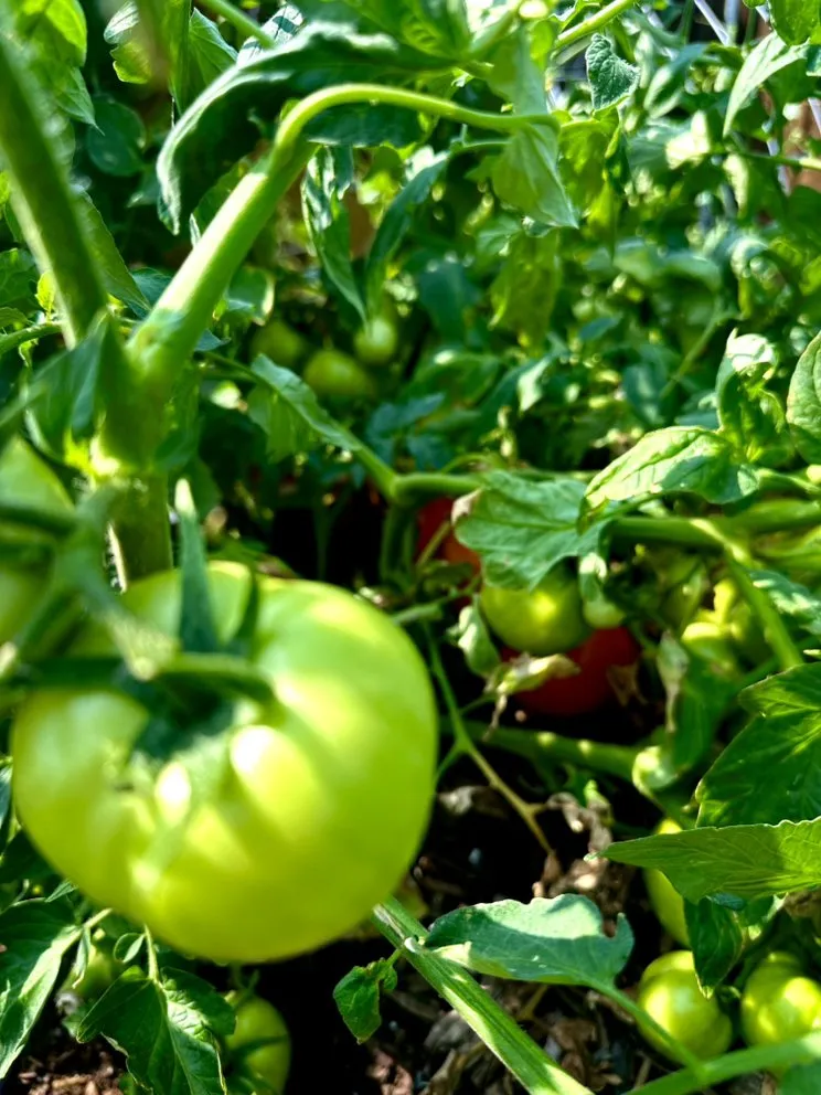 Reliable lawn mowing service for residential properties in Heath, TX by FROG PROPERTIES