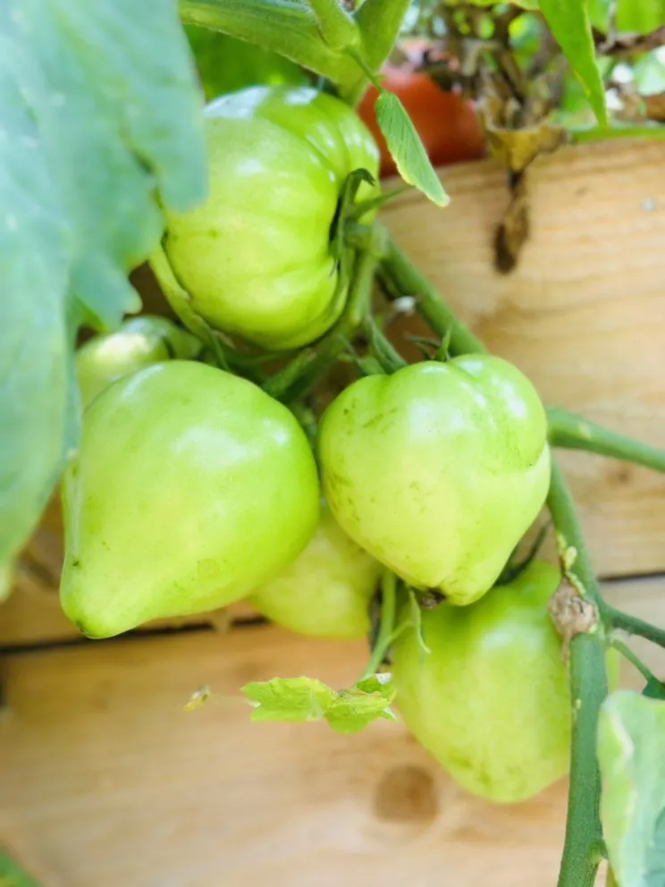 Affordable lawn mowing service for beautiful yards across Heath, TX - FROG PROPERTIES