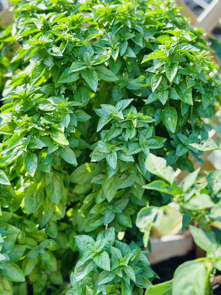 Professional lawn care service in Heath, TX - FROG PROPERTIES