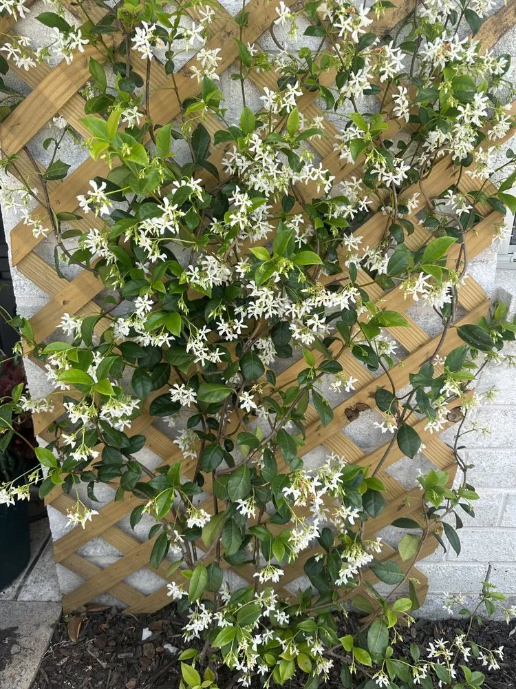 Professional lawn care service in Heath, TX by FROG PROPERTIES