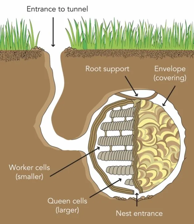 Top-rated yard cleanup service in Grand Rapids, MI - FroGreens Outdoor Services & Pest Control