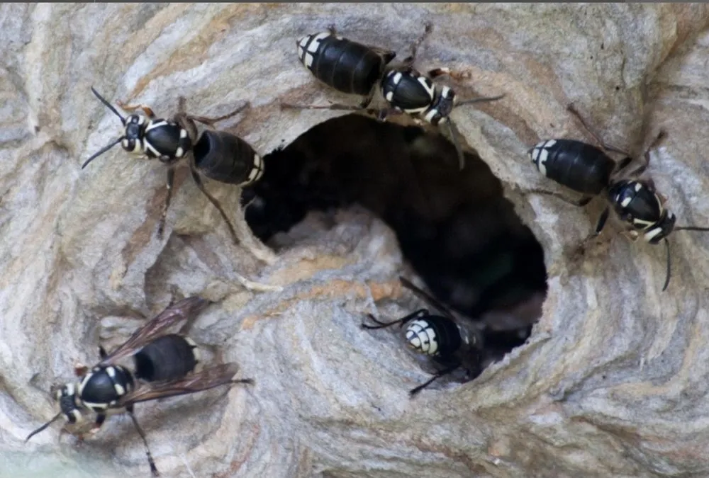 Reliable residential landscaping experts serving Grand Rapids, MI - FroGreens Outdoor Services & Pest Control