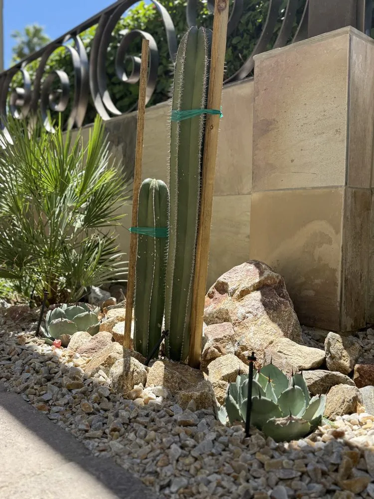 Affordable yard cleanup service in La Quinta, CA by Frog's Gardening & Landscape Design