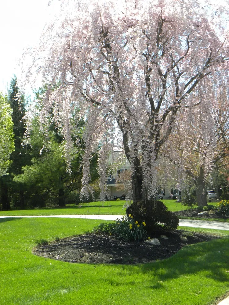 Custom lawn mowing service experts serving West Chester, PA - Froio's Lawn & Landscape