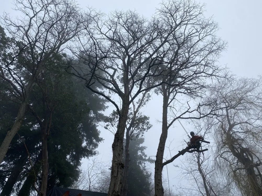 Local yard cleanup service in Lakeland South, WA - From-A-To-Zeke