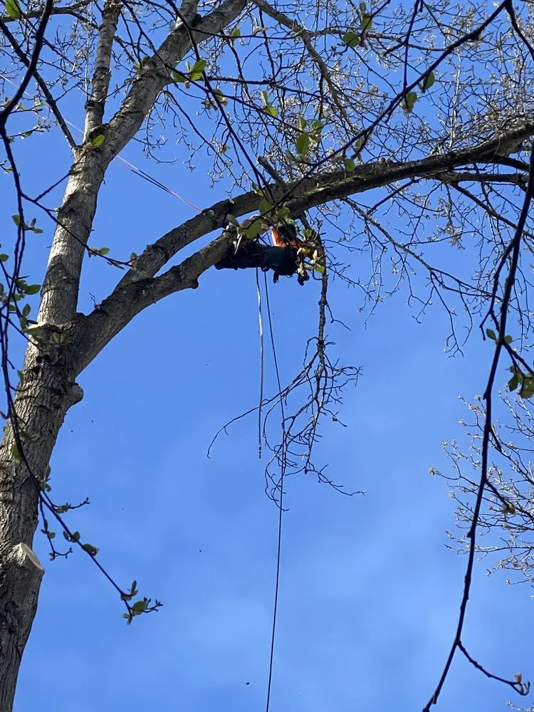 Reliable lawn care service for residential properties in Lakeland South, WA by From-A-To-Zeke