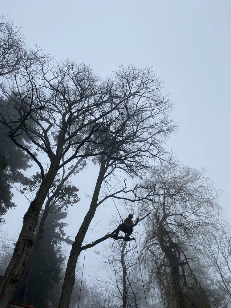 Local yard cleanup service in Lakeland South, WA by From-A-To-Zeke