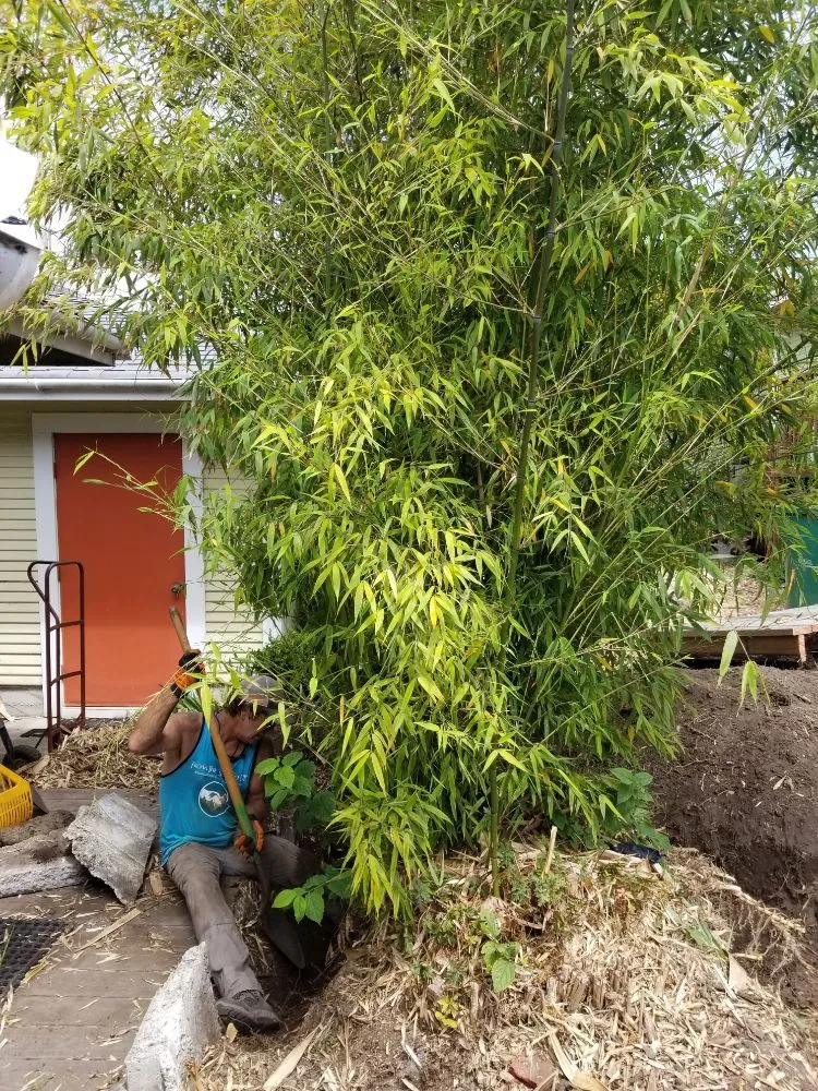 Affordable outdoor landscaping experts serving Comptche, CA - From the Ground Up