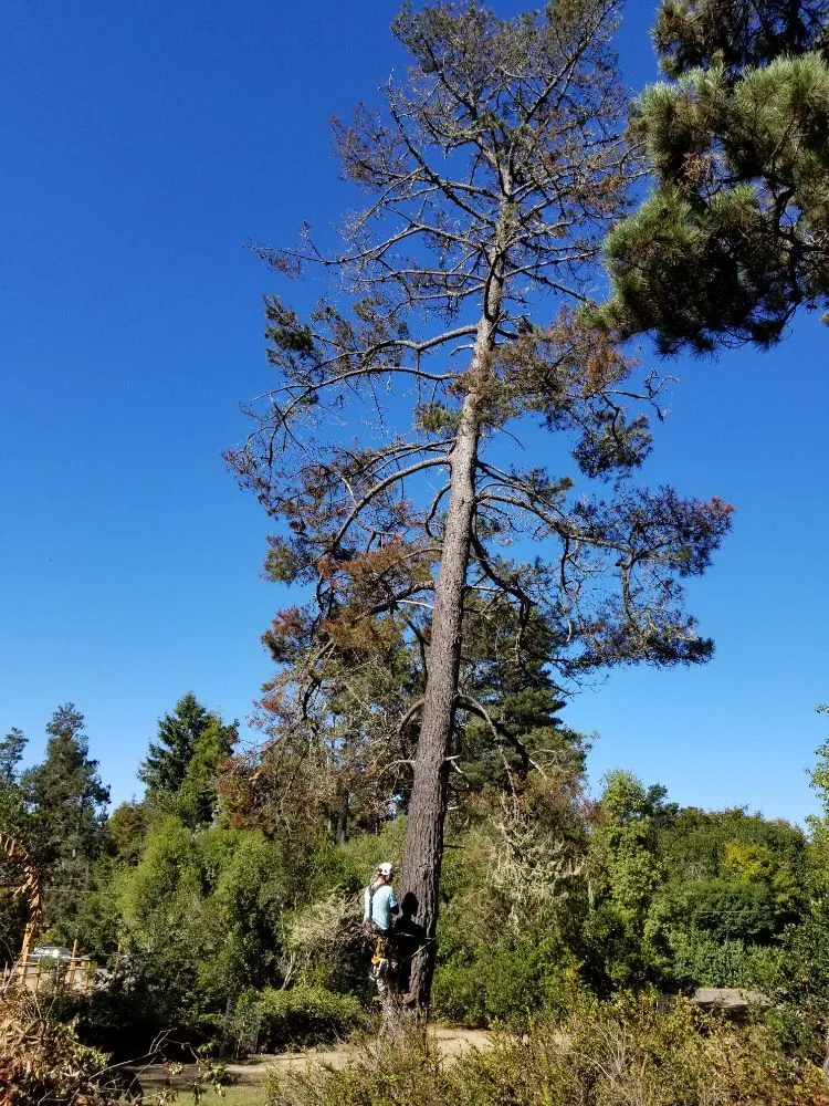 Custom landscape installation experts serving Comptche, CA - From the Ground Up