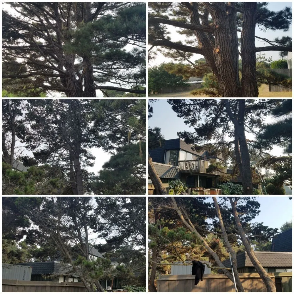 Reliable yard cleanup service in Comptche, CA by From the Ground Up