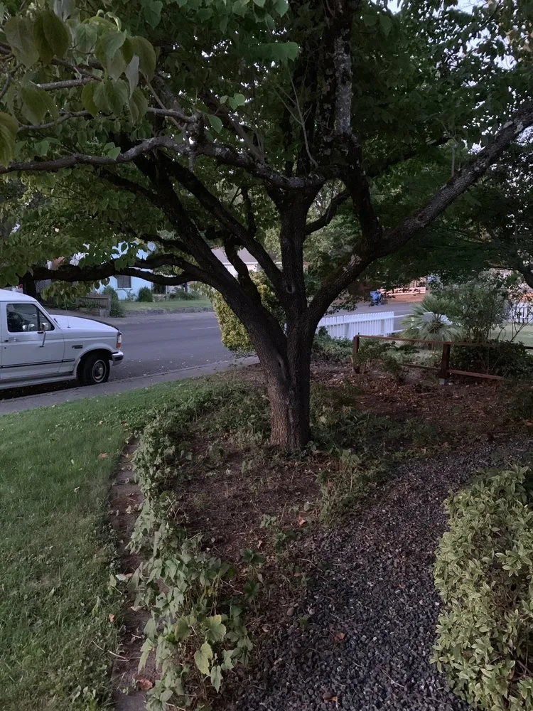Professional lawn care service experts serving Comptche, CA - From the Ground Up