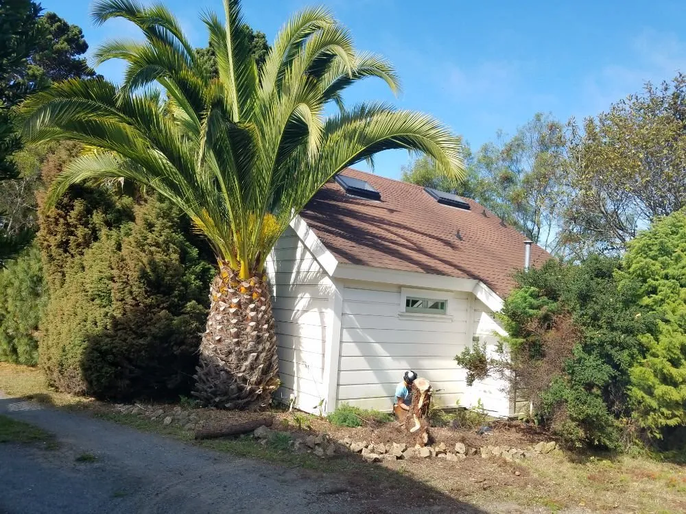 Professional yard cleanup service in Comptche, CA by From the Ground Up