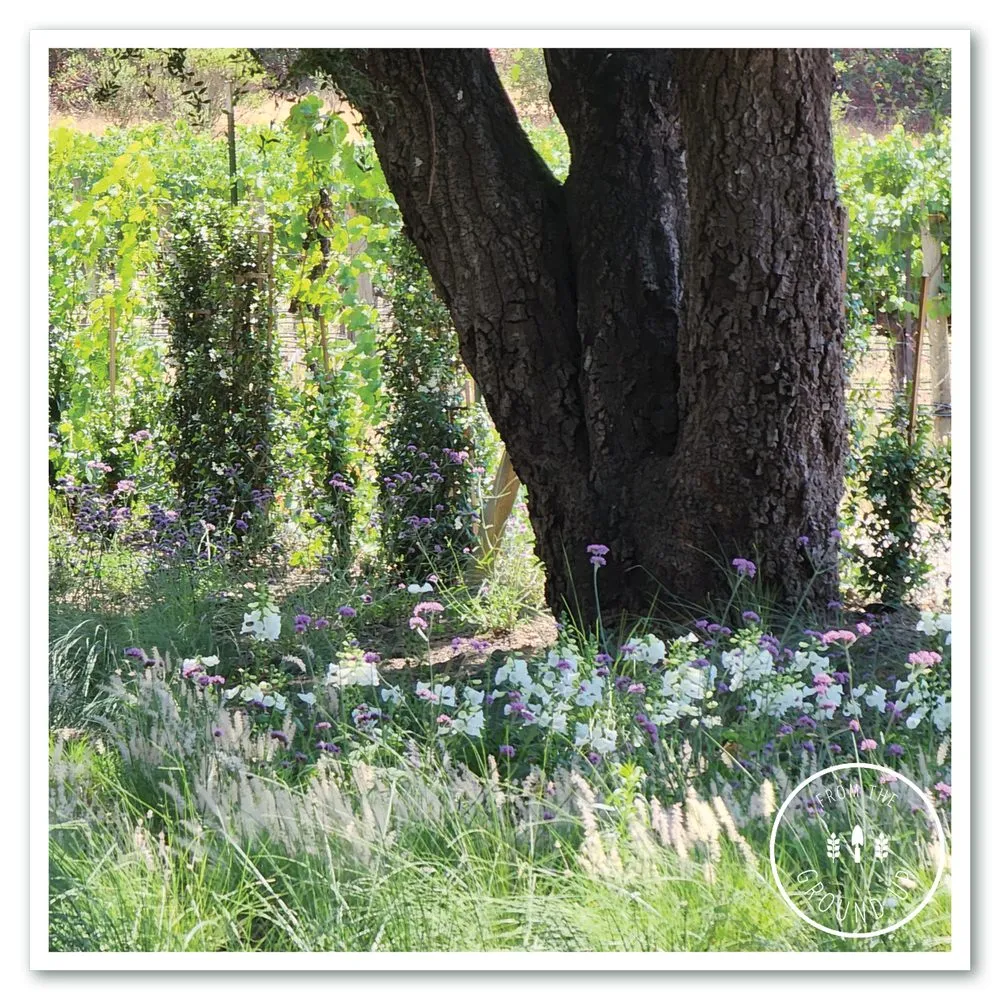 Reliable yard cleanup service in Sonoma, CA - From the Ground Up Design