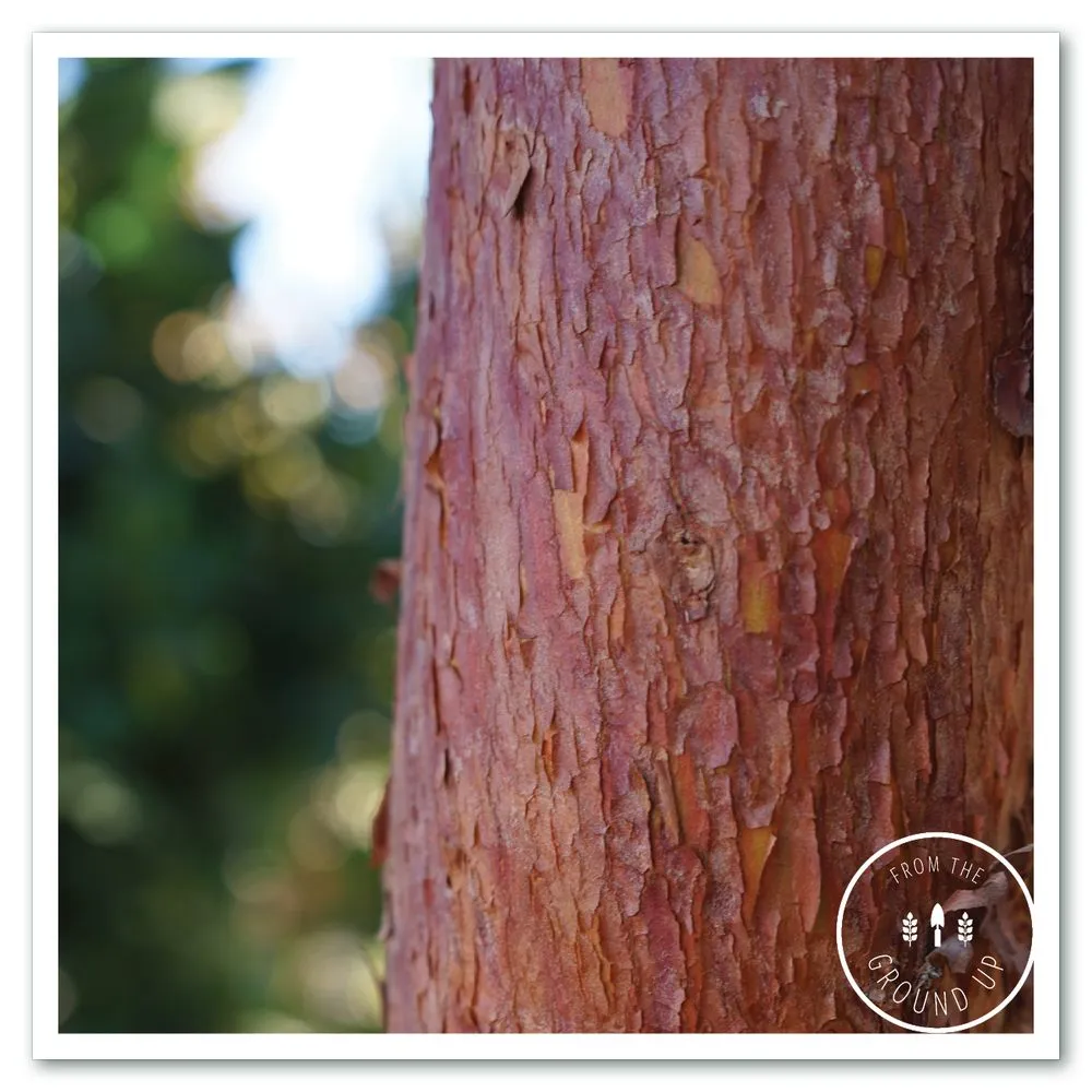 Affordable outdoor landscaping for beautiful yards across Sonoma, CA - From the Ground Up Design