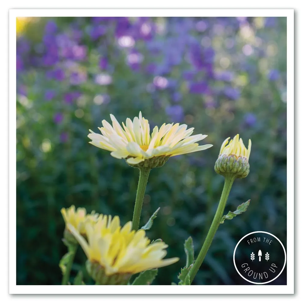 Professional yard maintenance for outdoor upgrades across Sonoma, CA - From the Ground Up Design