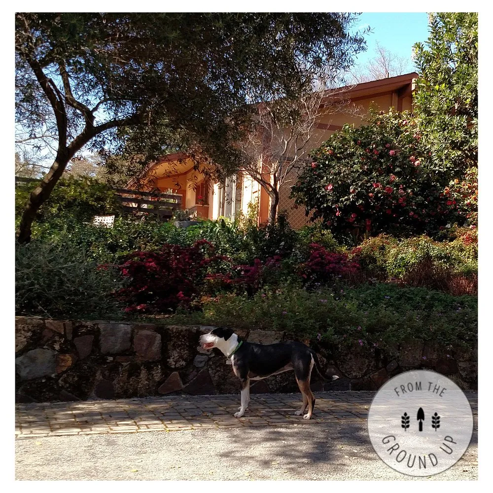 Local outdoor landscaping for beautiful yards across Sonoma, CA - From the Ground Up Design