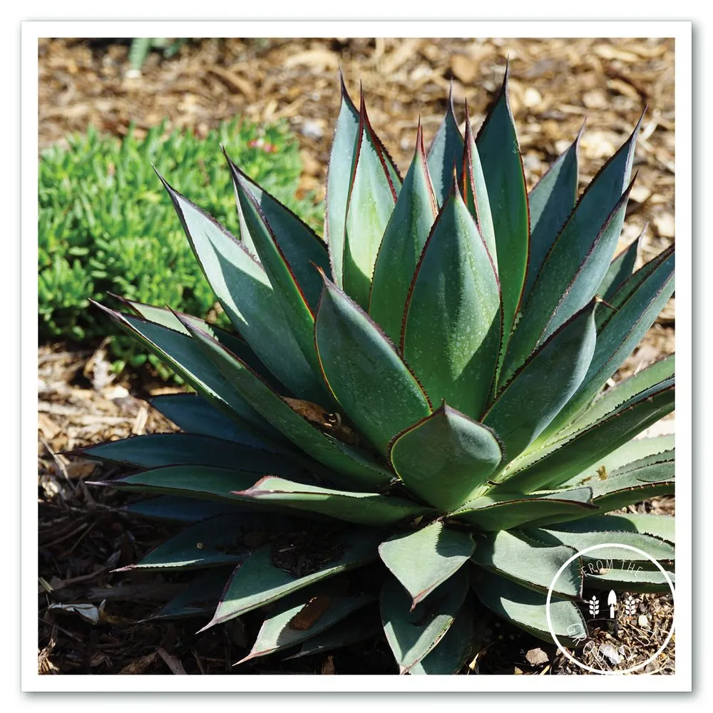 Expert landscaping services for beautiful yards in Sonoma, CA by From the Ground Up Design