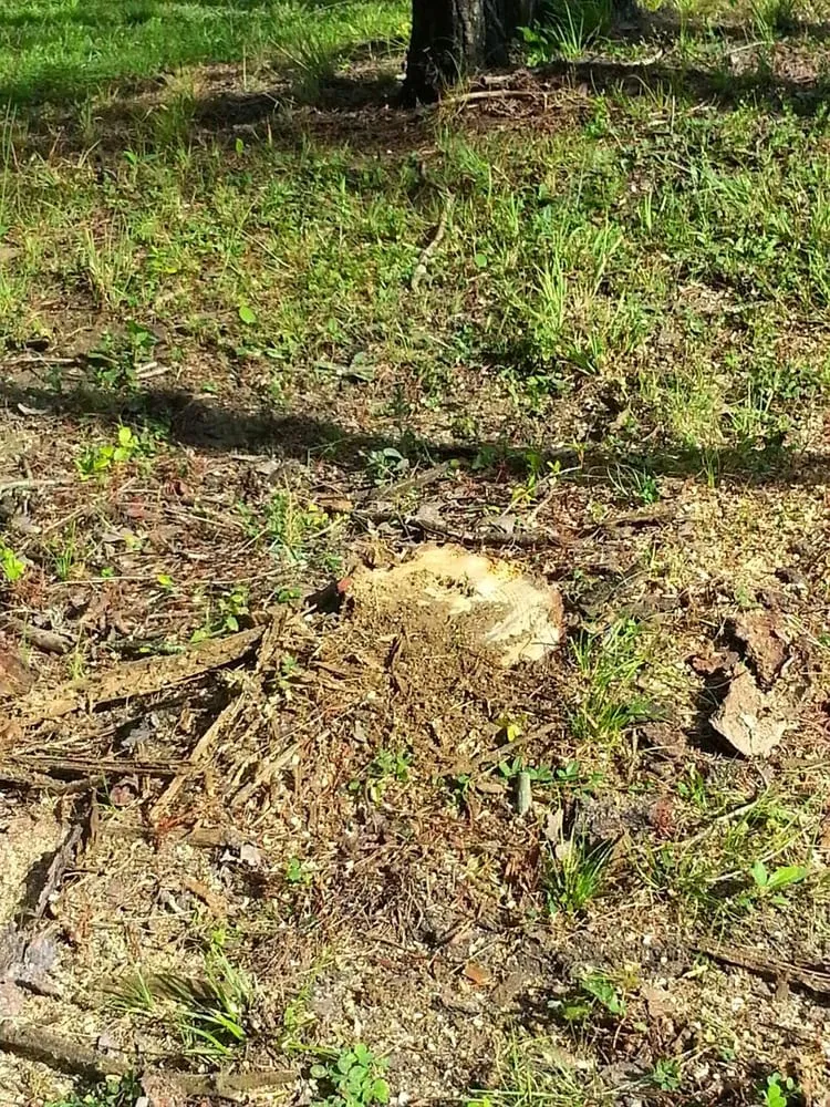 Professional yard cleanup service experts serving Dumfries, VA - From The Ground Up Landscaping & Hauling