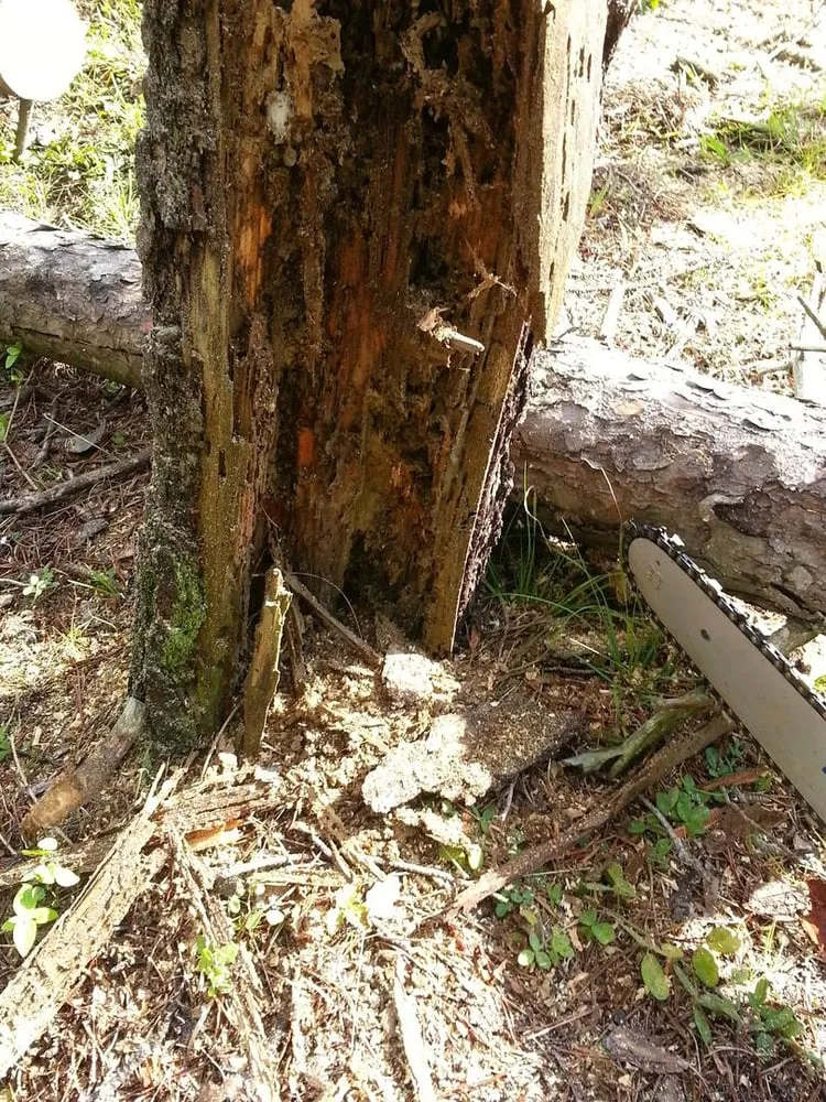 Expert lawn mowing service for year-round maintenance across Dumfries, VA - From The Ground Up Landscaping & Hauling