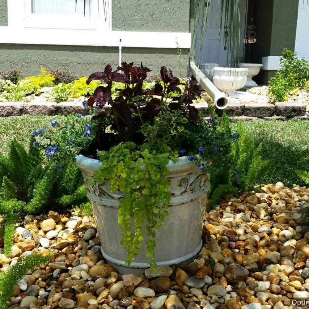 Top-rated landscaping services in Oviedo, FL by From The Ground Up Landscaping