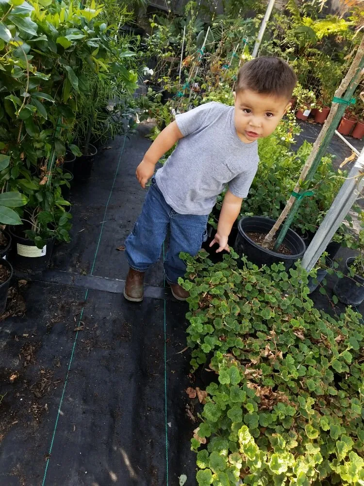 Top-rated yard cleanup service near you across San Jose, CA - From the Ground Up Landscaping