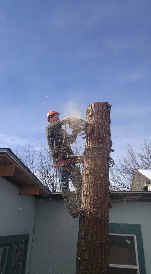 Expert landscape design in Olympia, WA - From The Ground Up Tree & Land Management