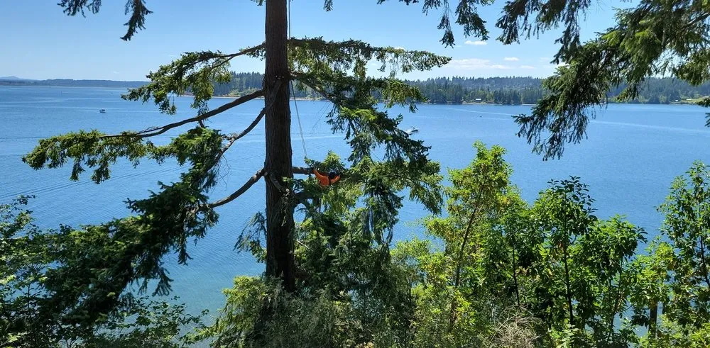 Top-rated yard maintenance in Olympia, WA by From The Ground Up Tree & Land Management