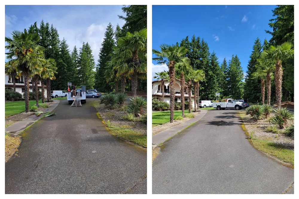 Reliable yard cleanup service for year-round maintenance in Olympia, WA by From The Ground Up Tree & Land Management