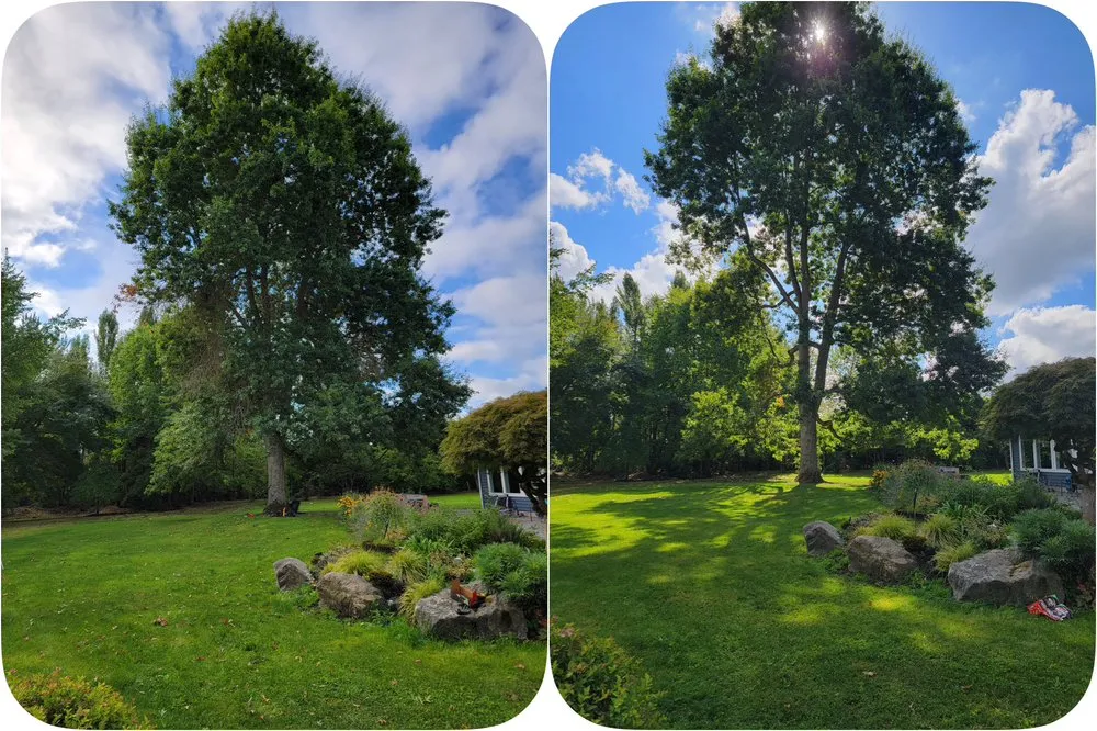 Expert yard cleanup service in Olympia, WA - From The Ground Up Tree & Land Management