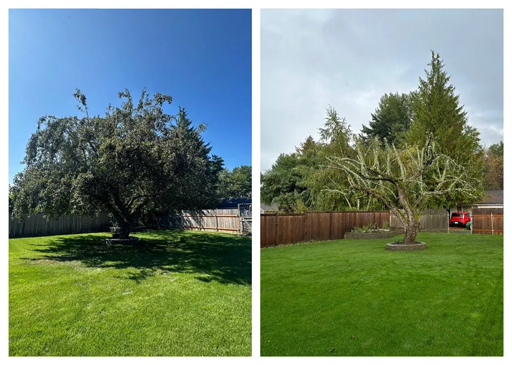 Custom landscape design for year-round maintenance across Olympia, WA - From The Ground Up Tree & Land Management