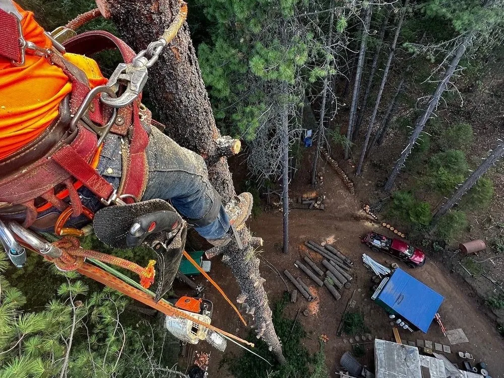 Professional lawn care service in Willits, CA - From The Roots Up