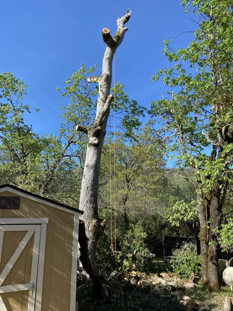 Expert lawn care service in Willits, CA by From The Roots Up