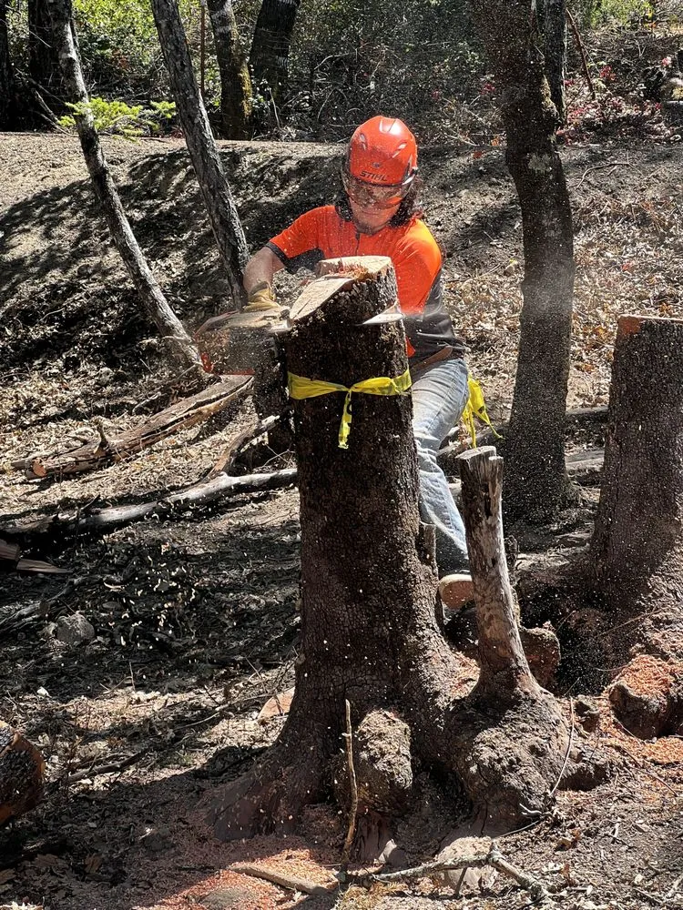 Top-rated yard maintenance in Willits, CA - From The Roots Up