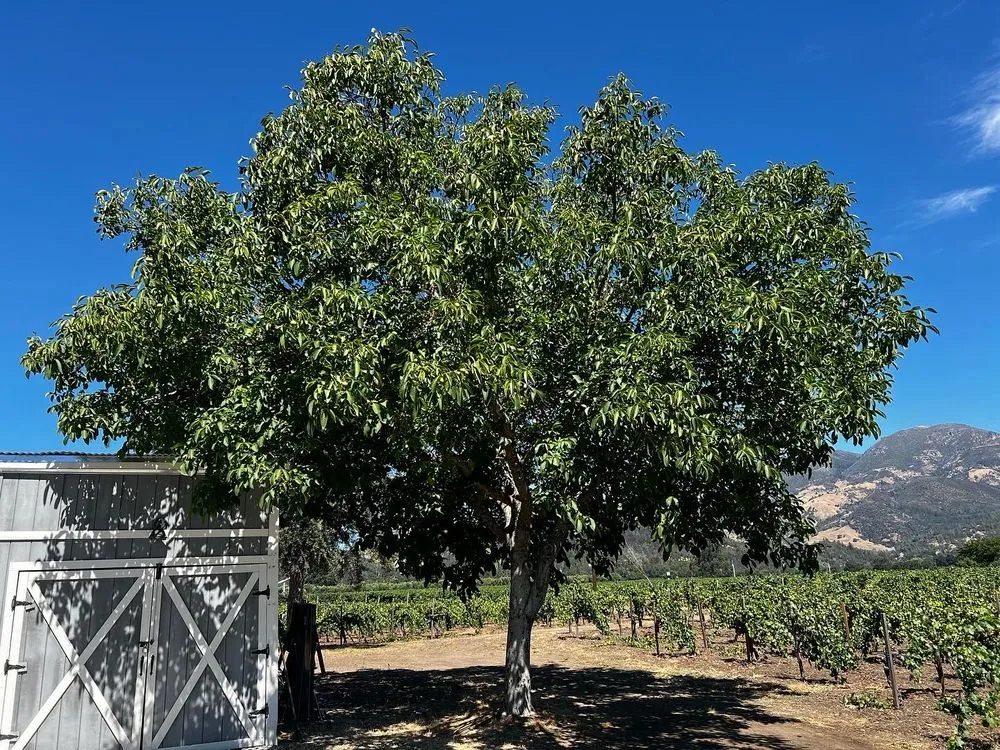Custom landscape installation in Willits, CA - From The Roots Up