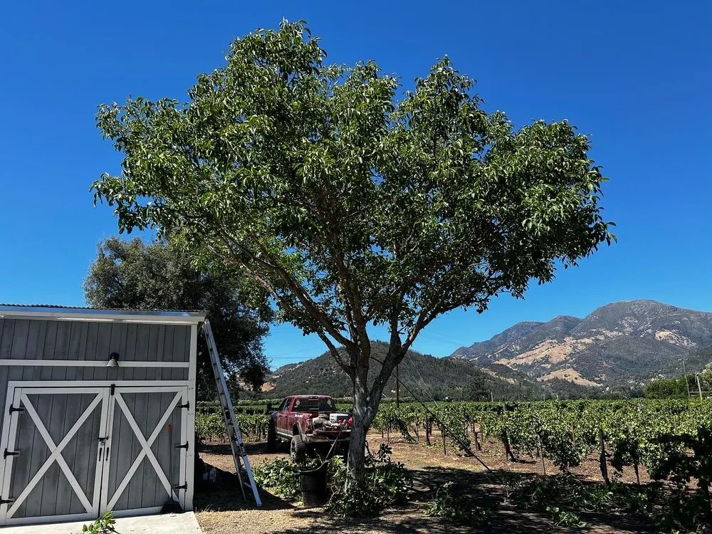 Professional residential landscaping in Willits, CA by From The Roots Up