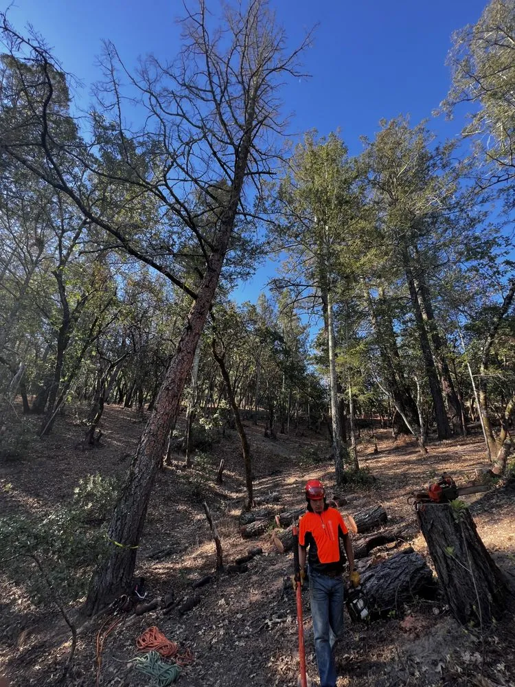 Trusted landscape design experts serving Willits, CA - From The Roots Up