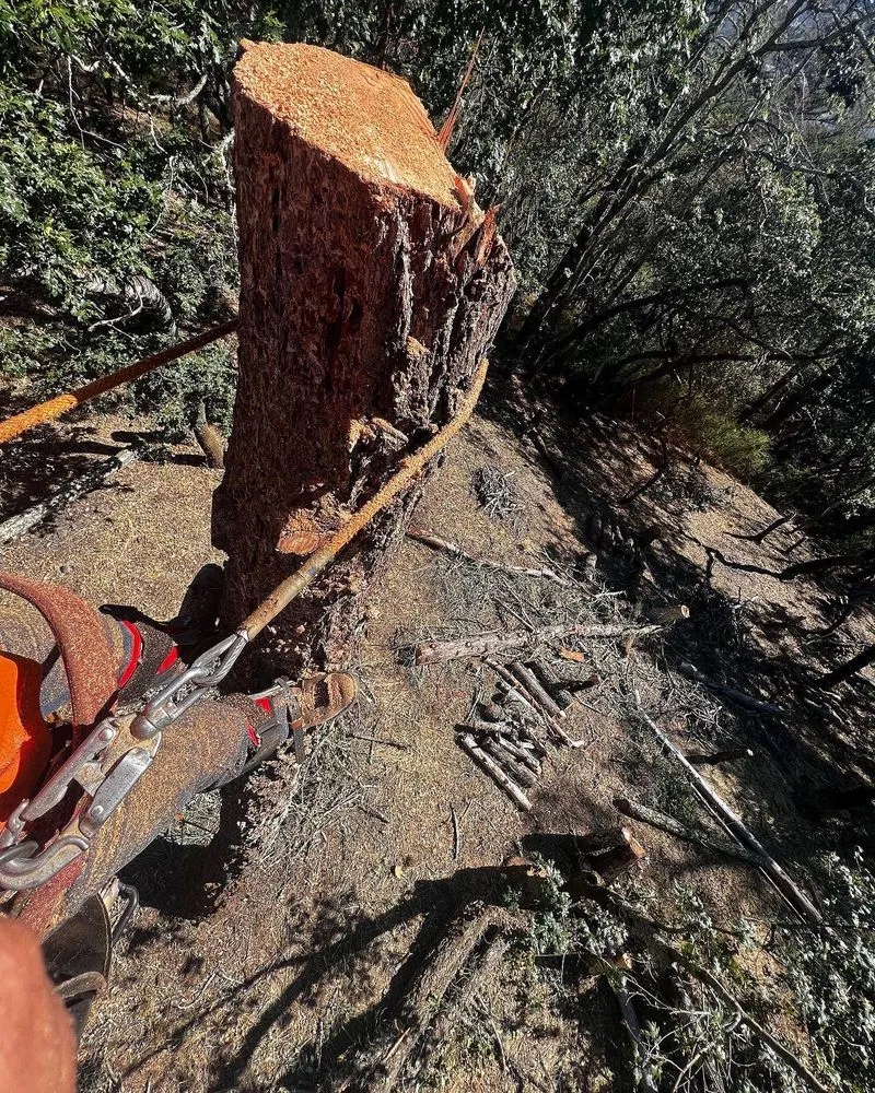 Trusted outdoor landscaping for homes across Willits, CA - From The Roots Up