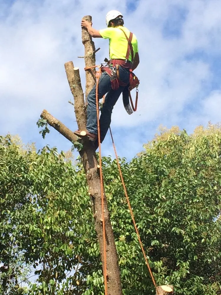 Expert yard maintenance in Willits, CA by From The Roots Up