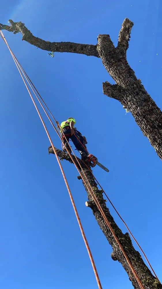 Affordable yard cleanup service in Willits, CA by From The Roots Up