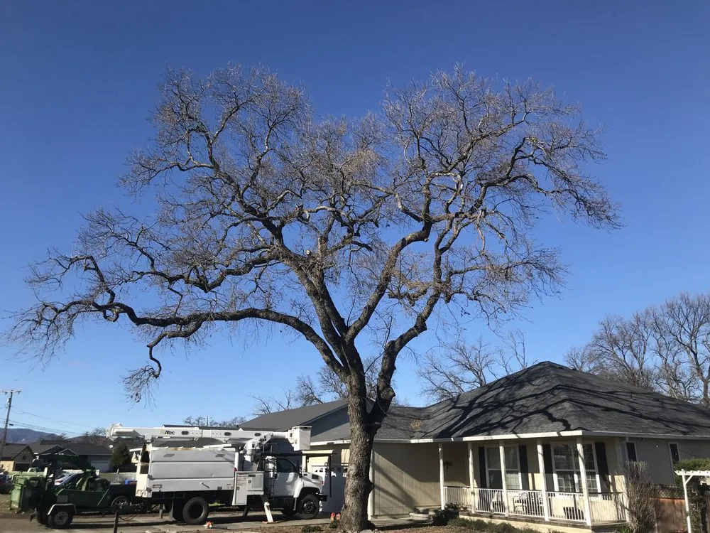 Affordable yard cleanup service experts serving Willits, CA - From The Roots Up