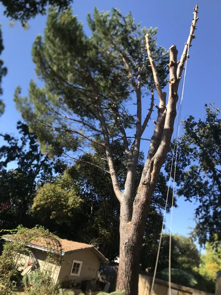 Custom lawn mowing service in Willits, CA by From The Roots Up