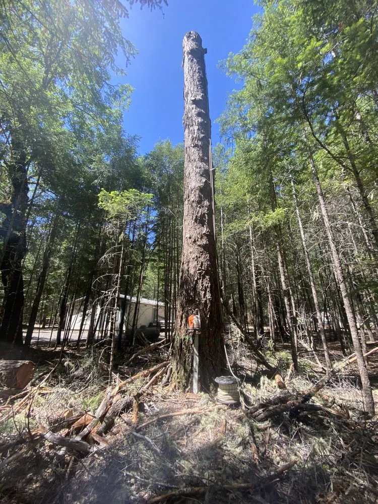 Affordable landscape installation for beautiful yards across Willits, CA - From The Roots Up