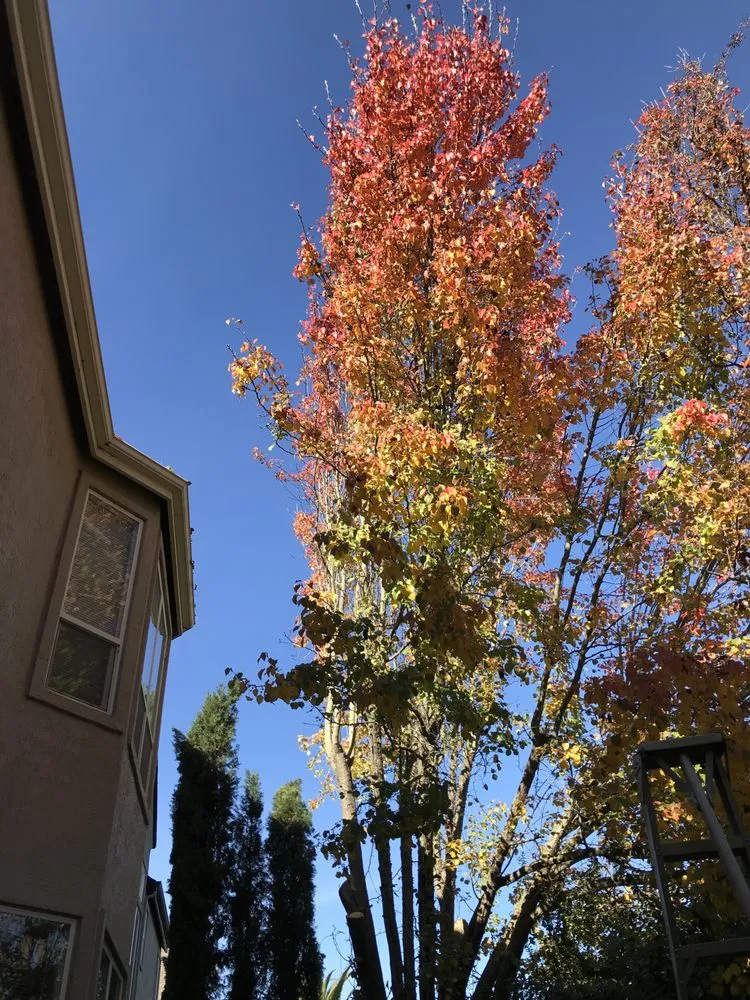 Local yard cleanup service in Willits, CA - From The Roots Up