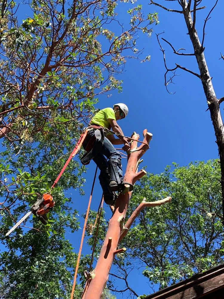 Affordable garden landscaping near you across Willits, CA - From The Roots Up