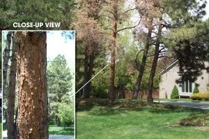Reliable residential landscaping experts serving Colorado Springs, CO - Front Range Arborists
